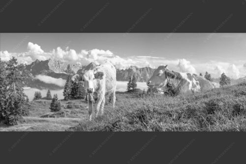 Jungvieh auf der Wallgaueralm mit Karwendelgebirge - Immer mit der Ruhe 2,5:1 sw -- Junge Rinder bei Wallgaueralm - mehr Infos bei www.Kriner-Weiermann.de