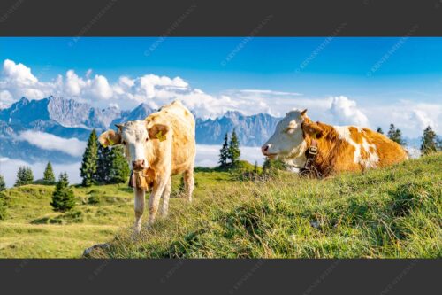 Jungvieh auf der Wallgaueralm mit Karwendelgebirge - Immer mit der Ruhe 2:1  -- Junge Rinder bei Wallgaueralm - mehr Infos bei www.Kriner-Weiermann.de