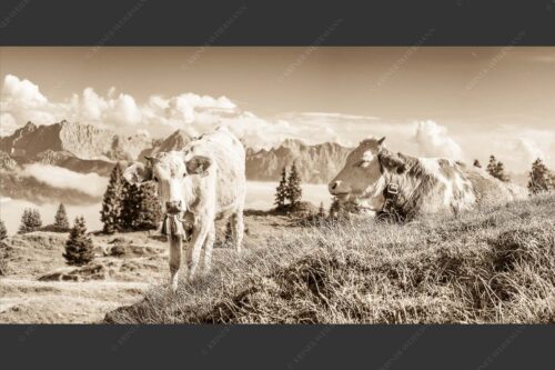 Jungvieh auf der Wallgaueralm mit Karwendelgebirge - Immer mit der Ruhe 2:1 sepia -- Junge Rinder bei Wallgaueralm - mehr Infos bei www.Kriner-Weiermann.de