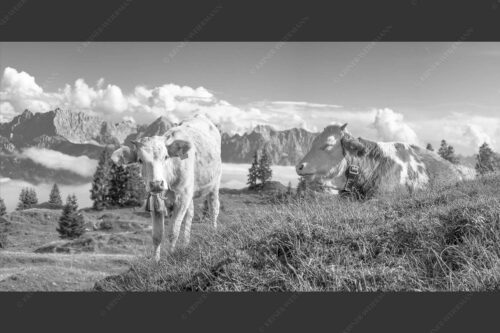 Jungvieh auf der Wallgaueralm mit Karwendelgebirge - Immer mit der Ruhe 2:1 sw -- Junge Rinder bei Wallgaueralm - mehr Infos bei www.Kriner-Weiermann.de
