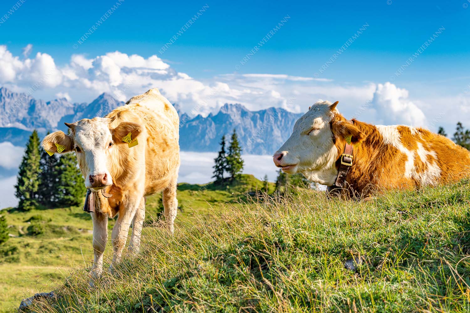 Jungvieh auf der Wallgaueralm mit Karwendelgebirge - Immer mit der Ruhe 3:2 -- Junge Rinder bei Wallgaueralm - mehr Infos bei www.Kriner-Weiermann.de