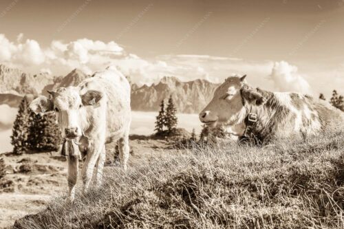 Jungvieh auf der Wallgaueralm mit Karwendelgebirge - Immer mit der Ruhe 3:2 sepia -- Junge Rinder bei Wallgaueralm - mehr Infos bei www.Kriner-Weiermann.de