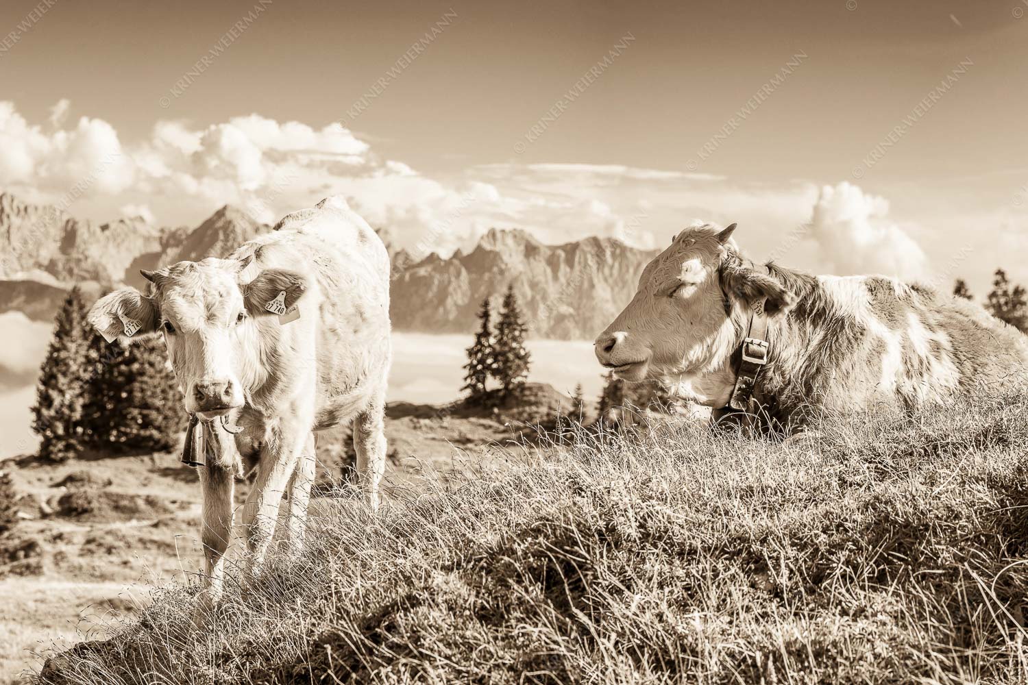 Jungvieh auf der Wallgaueralm mit Karwendelgebirge - Immer mit der Ruhe 3:2 sepia -- Junge Rinder bei Wallgaueralm - mehr Infos bei www.Kriner-Weiermann.de