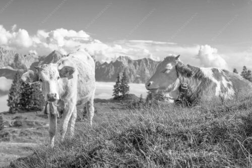 Jungvieh auf der Wallgaueralm mit Karwendelgebirge - Immer mit der Ruhe 3:2 sw -- Junge Rinder bei Wallgaueralm - mehr Infos bei www.Kriner-Weiermann.de
