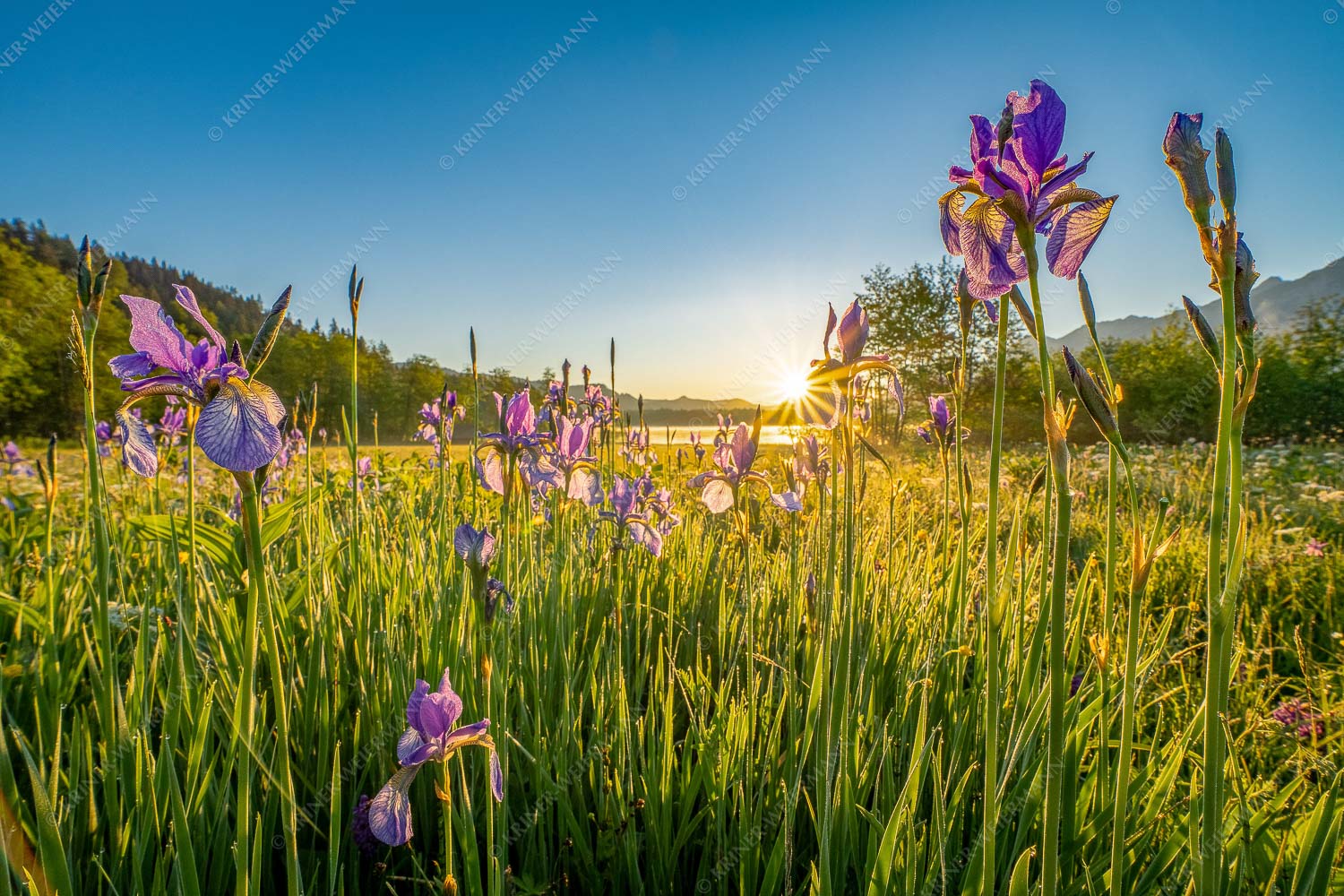 Schwertlilien bei Sonnenaufgang - Iris-Ensemble 3:2  -- Schwertlilien bei Sonnenaufgang am Barmsee - mehr Infos bei www.Kriner-Weiermann.de