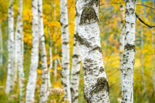 Birkenwäldchen in den Ammergauern - Junge Birken 3:2  -- Frühling Wald Details - mehr Infos bei www.Kriner-Weiermann.de