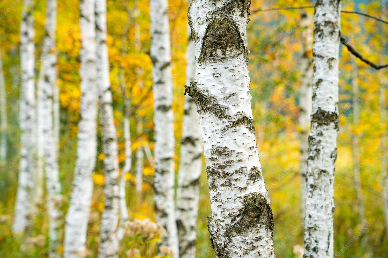 Birkenwäldchen in den Ammergauern - Junge Birken 3:2 -- Frühling Wald Details - mehr Infos bei www.Kriner-Weiermann.de