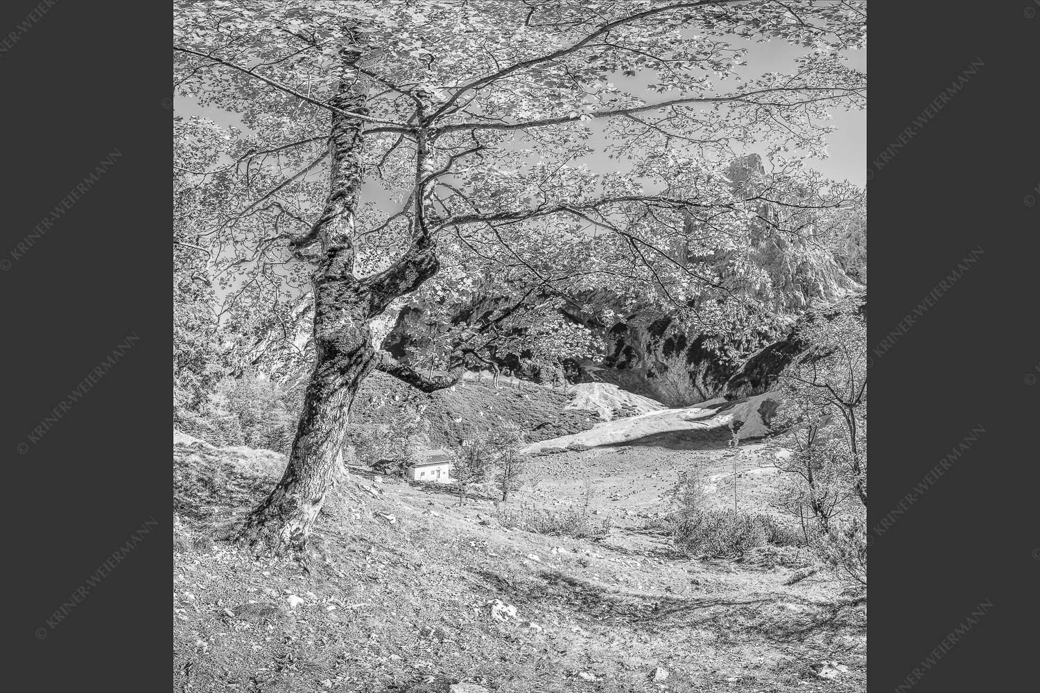 Letzte Sonne im Oberreintal im Wetterstein - Keiner mehr da! 1:1 sw -- Herbst Ahorn mit Oberreintalhütte - mehr Infos bei www.Kriner-Weiermann.de