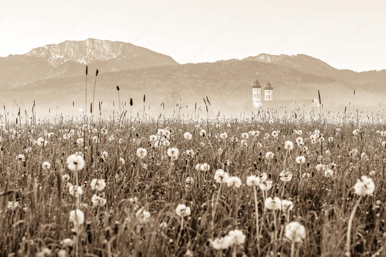 Kloster Benediktbeuern mit Benediktenwand im Hintergrund - Klosters Vorgarten 3:2 sepia -- Löwenzahn Benediktbeuern Benediktenwand - mehr Infos bei www.Kriner-Weiermann.de