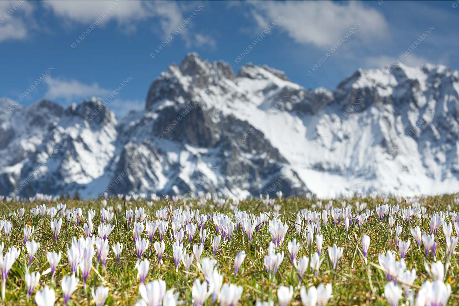 Ein Highlight im Frühling ist die Krokusblüte zwischen Krün und Mittenwald - Krokus mit Panorama 3:2 -- Blumen im Karwendel - mehr Infos bei www.Kriner-Weiermann.de