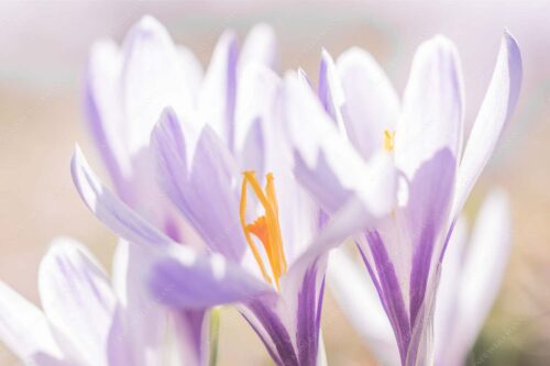 Für kurze Zeit sind in Krün manche Wiesen übersäht von diesen filigranen Blüten - Krokusblüten 3:2  -- Krokus am Geroldsee - mehr Infos bei www.Kriner-Weiermann.de