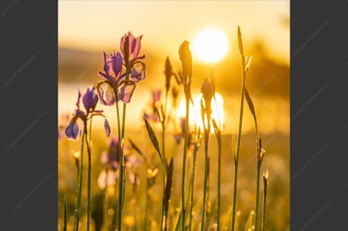 Iris bei Sonnenaufgang - Leuchtende Iris 1:1  -- Schwertlilien - mehr Infos bei www.Kriner-Weiermann.de