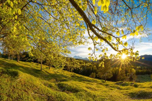 Blick durch eine Buche zum Zugspitzmassiv - Licht in der Buche II 3:2  -- Sonnenuntergang - mehr Infos bei www.Kriner-Weiermann.de