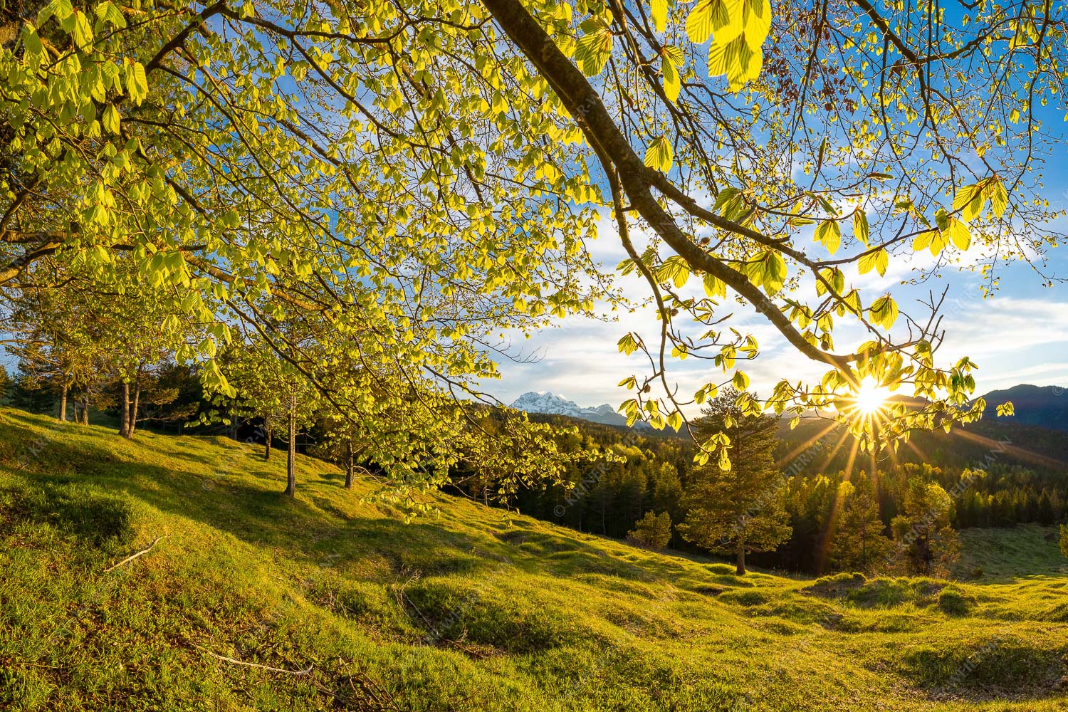 Blick durch eine Buche zum Zugspitzmassiv - Licht in der Buche II 3:2 -- Sonnenuntergang - mehr Infos bei www.Kriner-Weiermann.de