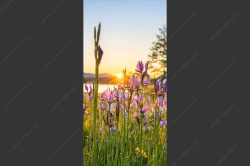 Schwertlilien im Sonnenaufgang - Lila 1:2  -- Schwertlilien - mehr Infos bei www.Kriner-Weiermann.de