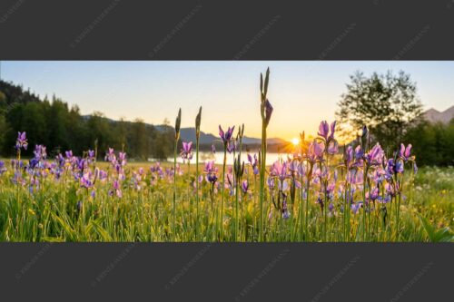 Schwertlilien im Sonnenaufgang - Lila 2,5:1  -- Schwertlilien - mehr Infos bei www.Kriner-Weiermann.de