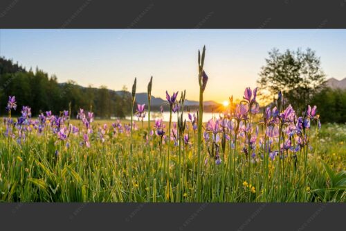 Schwertlilien im Sonnenaufgang - Lila 2:1  -- Schwertlilien - mehr Infos bei www.Kriner-Weiermann.de