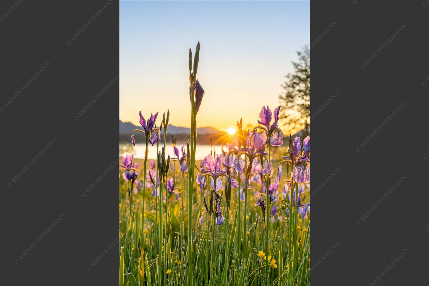 Schwertlilien im Sonnenaufgang - Lila 2:3 -- Schwertlilien - mehr Infos bei www.Kriner-Weiermann.de