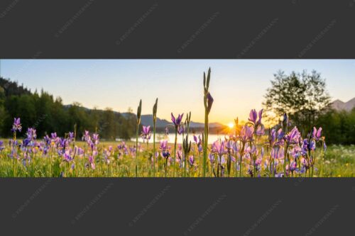 Schwertlilien im Sonnenaufgang - Lila 3:1  -- Schwertlilien - mehr Infos bei www.Kriner-Weiermann.de