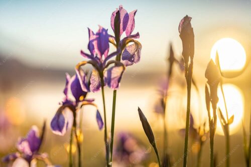 Schwertlilien bei Sonnenaufgang - Lilie 3:2  -- Schwertlilien - mehr Infos bei www.Kriner-Weiermann.de