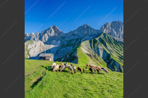 Bergschafe am Scharnitzjoch mit Oberreintalschrofen, Scharnitzspitze und Schüsselkar im Wettersteingebirge - Malerische Sommerweide II 1:1  -- Schafe mit Schüsselkar und Scharnitzspitze - mehr Infos bei www.Kriner-Weiermann.de