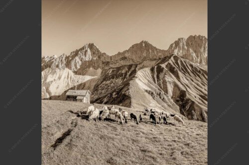 Bergschafe am Scharnitzjoch mit Oberreintalschrofen, Scharnitzspitze und Schüsselkar im Wettersteingebirge - Malerische Sommerweide II 1:1 sepia -- Schafe mit Schüsselkar und Scharnitzspitze - mehr Infos bei www.Kriner-Weiermann.de