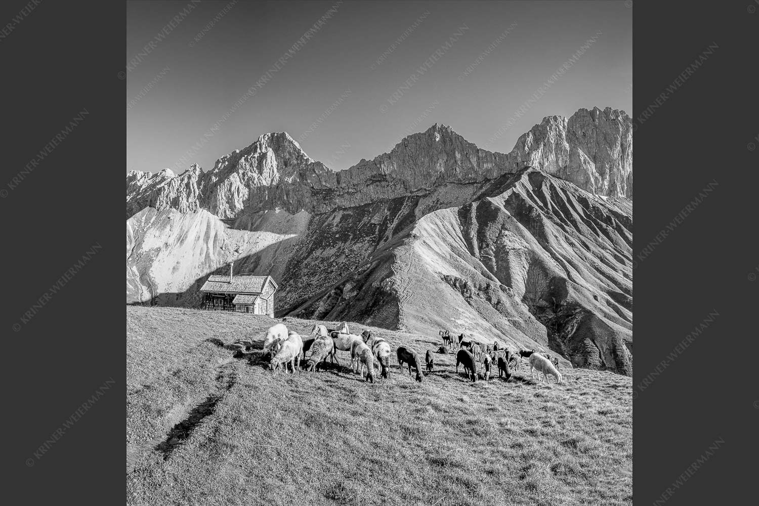 Bergschafe am Scharnitzjoch mit Oberreintalschrofen, Scharnitzspitze und Schüsselkar im Wettersteingebirge - Malerische Sommerweide II 1:1 sw -- Schafe mit Schüsselkar und Scharnitzspitze - mehr Infos bei www.Kriner-Weiermann.de