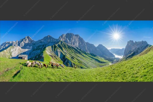 Bergschafe am Scharnitzjoch mit Oberreintalschrofen, Scharnitzspitze und Schüsselkar im Wettersteingebirge - Malerische Sommerweide II 2,5:1  -- Schafe mit Schüsselkar und Scharnitzspitze - mehr Infos bei www.Kriner-Weiermann.de