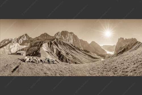 Bergschafe am Scharnitzjoch mit Oberreintalschrofen, Scharnitzspitze und Schüsselkar im Wettersteingebirge - Malerische Sommerweide II 2,5:1 sepia -- Schafe mit Schüsselkar und Scharnitzspitze - mehr Infos bei www.Kriner-Weiermann.de