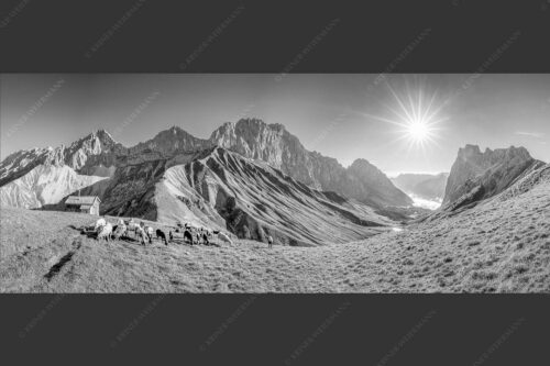 Bergschafe am Scharnitzjoch mit Oberreintalschrofen, Scharnitzspitze und Schüsselkar im Wettersteingebirge - Malerische Sommerweide II 2,5:1 sw -- Schafe mit Schüsselkar und Scharnitzspitze - mehr Infos bei www.Kriner-Weiermann.de