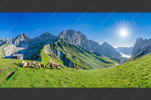 Bergschafe am Scharnitzjoch mit Oberreintalschrofen, Scharnitzspitze und Schüsselkar im Wettersteingebirge - Malerische Sommerweide II 2:1  -- Schafe mit Schüsselkar und Scharnitzspitze - mehr Infos bei www.Kriner-Weiermann.de