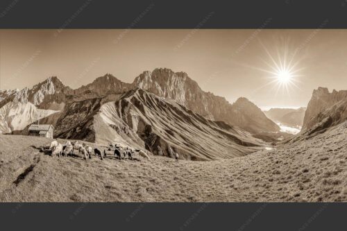 Bergschafe am Scharnitzjoch mit Oberreintalschrofen, Scharnitzspitze und Schüsselkar im Wettersteingebirge - Malerische Sommerweide II 2:1 sepia -- Schafe mit Schüsselkar und Scharnitzspitze - mehr Infos bei www.Kriner-Weiermann.de