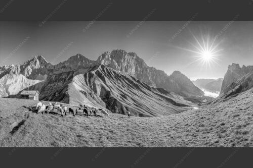 Bergschafe am Scharnitzjoch mit Oberreintalschrofen, Scharnitzspitze und Schüsselkar im Wettersteingebirge - Malerische Sommerweide II 2:1 sw -- Schafe mit Schüsselkar und Scharnitzspitze - mehr Infos bei www.Kriner-Weiermann.de