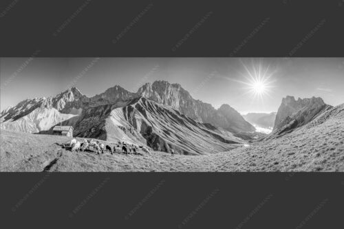 Bergschafe am Scharnitzjoch mit Oberreintalschrofen, Scharnitzspitze und Schüsselkar im Wettersteingebirge - Malerische Sommerweide II 3:1 sw -- Schafe mit Schüsselkar und Scharnitzspitze - mehr Infos bei www.Kriner-Weiermann.de