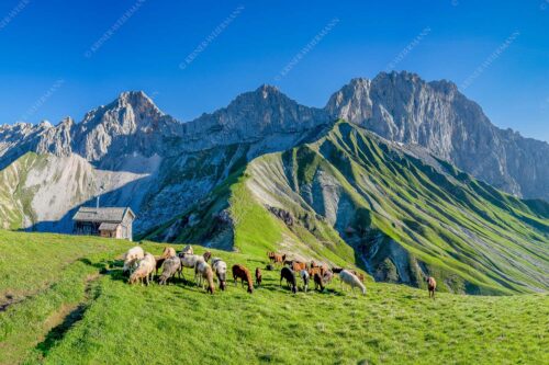 Bergschafe am Scharnitzjoch mit Oberreintalschrofen, Scharnitzspitze und Schüsselkar im Wettersteingebirge - Malerische Sommerweide II 3:2  -- Schafe mit Schüsselkar und Scharnitzspitze - mehr Infos bei www.Kriner-Weiermann.de