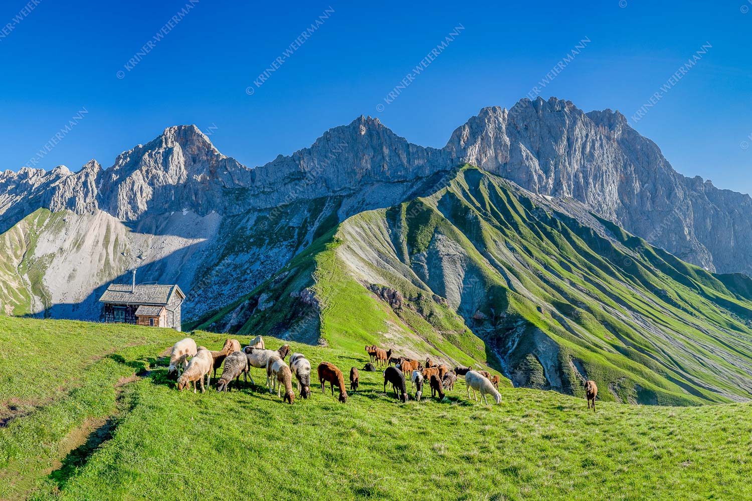 Bergschafe am Scharnitzjoch mit Oberreintalschrofen, Scharnitzspitze und Schüsselkar im Wettersteingebirge - Malerische Sommerweide II 3:2 -- Schafe mit Schüsselkar und Scharnitzspitze - mehr Infos bei www.Kriner-Weiermann.de