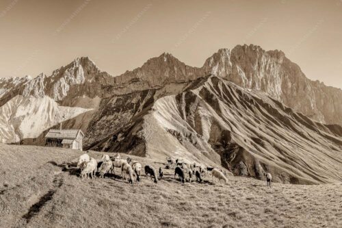 Bergschafe am Scharnitzjoch mit Oberreintalschrofen, Scharnitzspitze und Schüsselkar im Wettersteingebirge - Malerische Sommerweide II 3:2 sepia -- Schafe mit Schüsselkar und Scharnitzspitze - mehr Infos bei www.Kriner-Weiermann.de