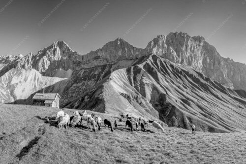 Bergschafe am Scharnitzjoch mit Oberreintalschrofen, Scharnitzspitze und Schüsselkar im Wettersteingebirge - Malerische Sommerweide II 3:2 sw -- Schafe mit Schüsselkar und Scharnitzspitze - mehr Infos bei www.Kriner-Weiermann.de