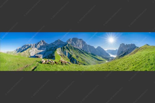 Bergschafe am Scharnitzjoch mit Oberreintalschrofen, Scharnitzspitze und Schüsselkar im Wettersteingebirge - Malerische Sommerweide II 4:1  -- Schafe mit Schüsselkar und Scharnitzspitze - mehr Infos bei www.Kriner-Weiermann.de