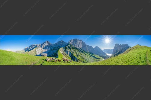 Bergschafe am Scharnitzjoch mit Oberreintalschrofen, Scharnitzspitze und Schüsselkar im Wettersteingebirge - Malerische Sommerweide II 5:1  -- Schafe mit Schüsselkar und Scharnitzspitze - mehr Infos bei www.Kriner-Weiermann.de
