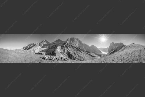 Bergschafe am Scharnitzjoch mit Oberreintalschrofen, Scharnitzspitze und Schüsselkar im Wettersteingebirge - Malerische Sommerweide II 5:1 sw -- Schafe mit Schüsselkar und Scharnitzspitze - mehr Infos bei www.Kriner-Weiermann.de
