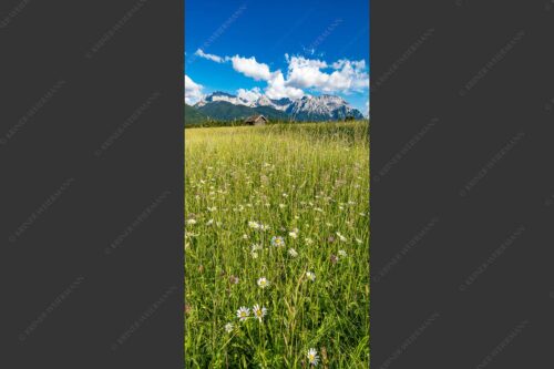 Blumenwiese mit Blick zum Karwendelgebirge - Margeriten und mehr 1:2  -- Blumenwiese mit Karwendel - mehr Infos bei www.Kriner-Weiermann.de