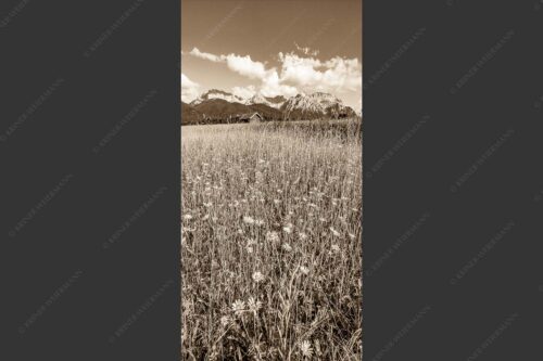 Blumenwiese mit Blick zum Karwendelgebirge - Margeriten und mehr 1:2 sepia -- Blumenwiese mit Karwendel - mehr Infos bei www.Kriner-Weiermann.de