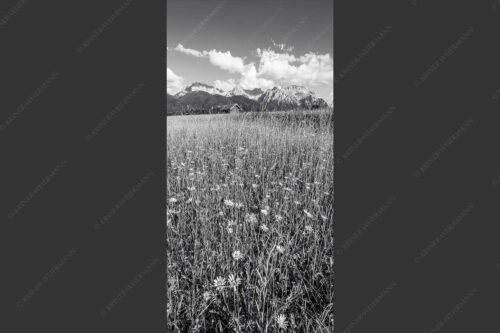 Blumenwiese mit Blick zum Karwendelgebirge - Margeriten und mehr 1:2 sw -- Blumenwiese mit Karwendel - mehr Infos bei www.Kriner-Weiermann.de