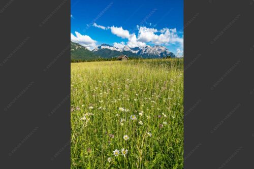 Blumenwiese mit Blick zum Karwendelgebirge - Margeriten und mehr 2:3  -- Blumenwiese mit Karwendel - mehr Infos bei www.Kriner-Weiermann.de