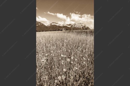 Blumenwiese mit Blick zum Karwendelgebirge - Margeriten und mehr 2:3 sepia -- Blumenwiese mit Karwendel - mehr Infos bei www.Kriner-Weiermann.de