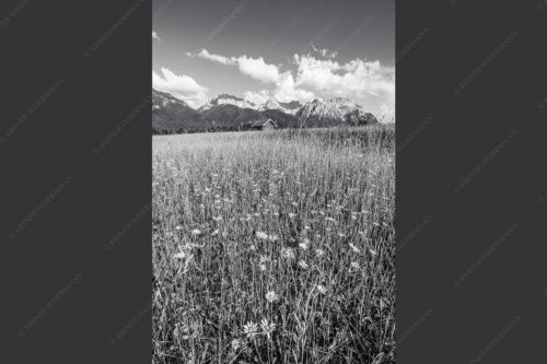 Blumenwiese mit Blick zum Karwendelgebirge - Margeriten und mehr 2:3 sw -- Blumenwiese mit Karwendel - mehr Infos bei www.Kriner-Weiermann.de