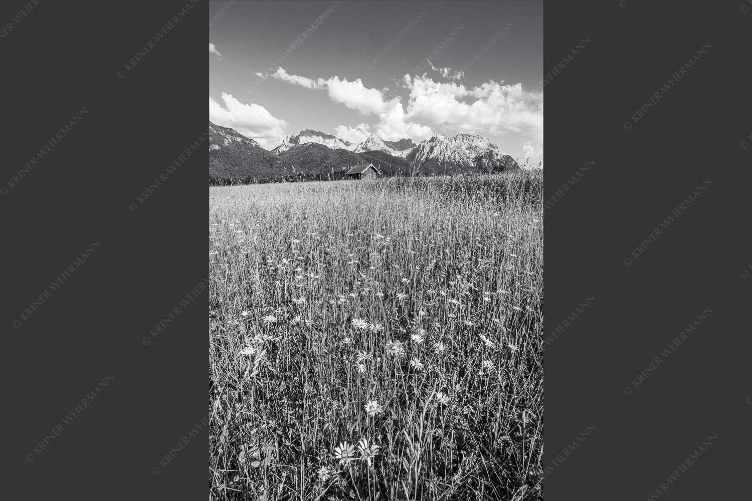 Blumenwiese mit Blick zum Karwendelgebirge - Margeriten und mehr 2:3 sw -- Blumenwiese mit Karwendel - mehr Infos bei www.Kriner-Weiermann.de