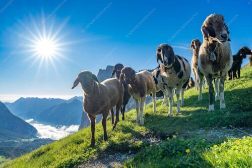 Bergschafe am Scharnitzjoch mit Gehrenspitze und Puittal im Wettersteingebirge - Neugierige Schaferl 3:2  -- Schafe im Wetterstein - mehr Infos bei www.Kriner-Weiermann.de