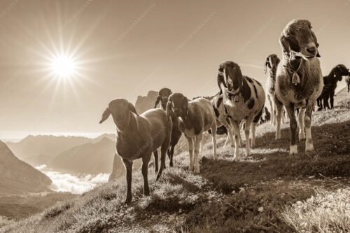 Bergschafe am Scharnitzjoch mit Gehrenspitze und Puittal im Wettersteingebirge - Neugierige Schaferl 3:2 sepia -- Schafe im Wetterstein - mehr Infos bei www.Kriner-Weiermann.de